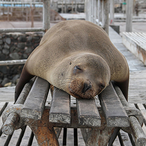 Galapagos Islands travel tips